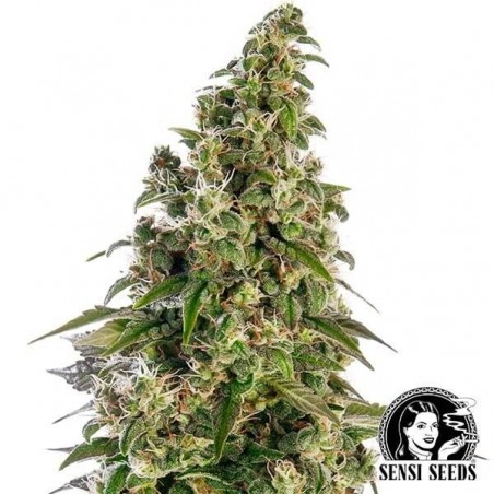 Plante de cannabis Afghani1 Automatic