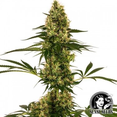 Blue Bullet Auto Sensi Seeds souche #119Auto - Grow Barato