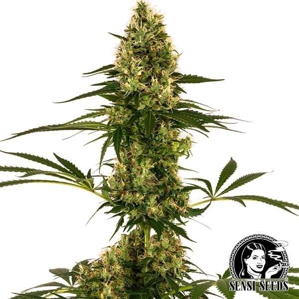 Blue Bullet Auto Sensi Seeds souche #119Auto - Grow Barato