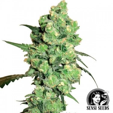 Super Skunk Plante de cannabis