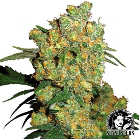 Big Bud féminisée de Sensi Seeds