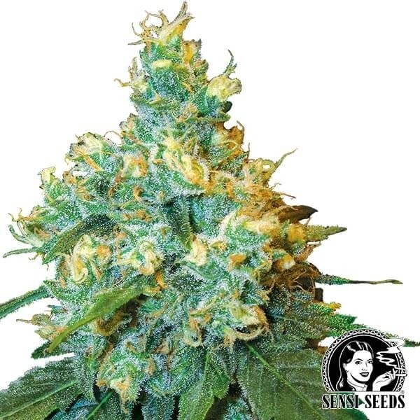 View Jack Herer Féminisée Plante de marijuana
