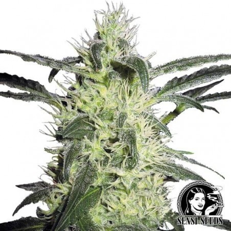 Silver Haze