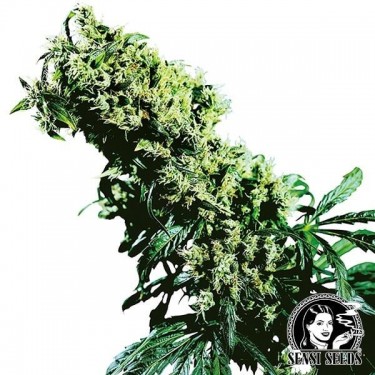 NL 5 x Haze