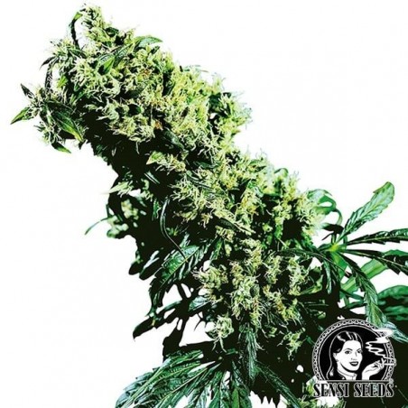 NL 5 x Haze