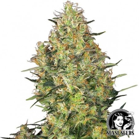 Shiva Skunk Plante de cannabis