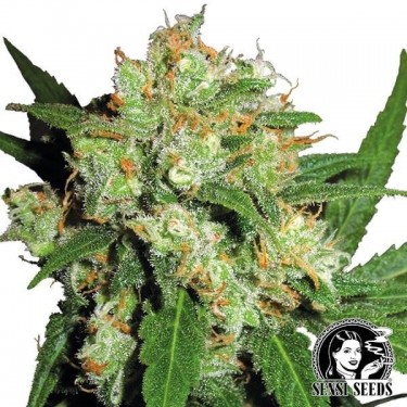 Plante de marijuana Sensi Skunk