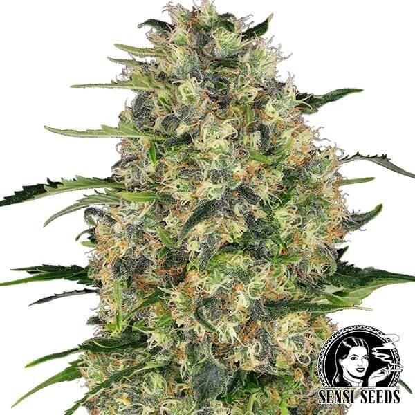 Voir Plante de cannabis Black Domina