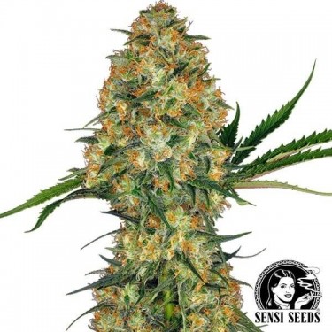 Plante de cannabis Hindu Kush