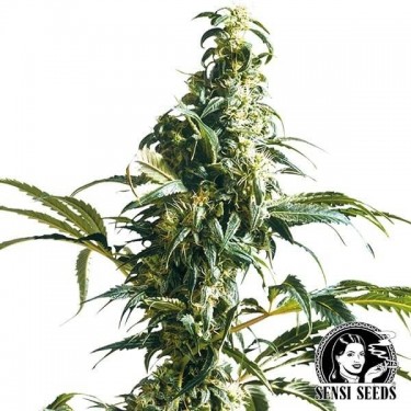 Mexican Sativa féminisée de Sensi Seeds - Grow Barato