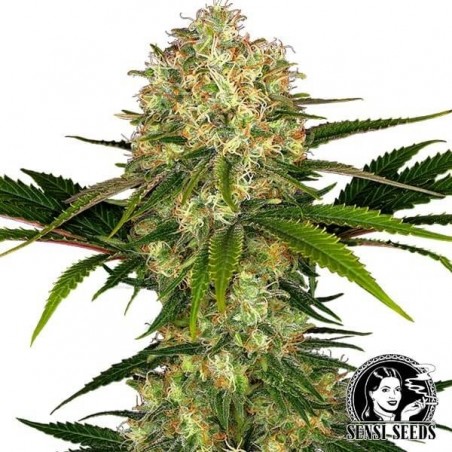 Plante de cannabis Afghani 1