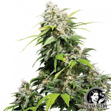 Plante de marijuana California Indica