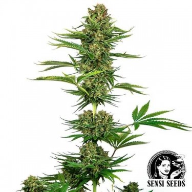 Satin Black Domina CBD (2:1) de Sensi Seeds - Grow Barato