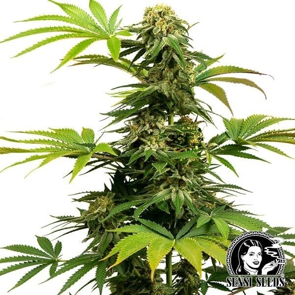 Voir Plante de cannabis Black Harlequin de Sensi Seeds