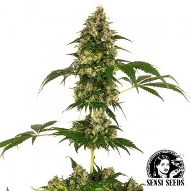 Cobalt Haze Plante de marijuana