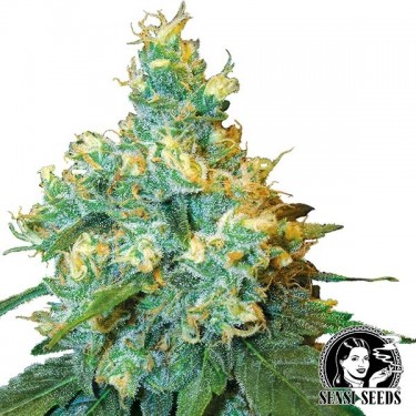 Jack Herer Régulière
