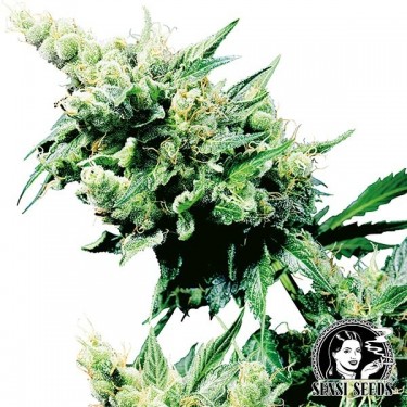 Hash Plant Régulière