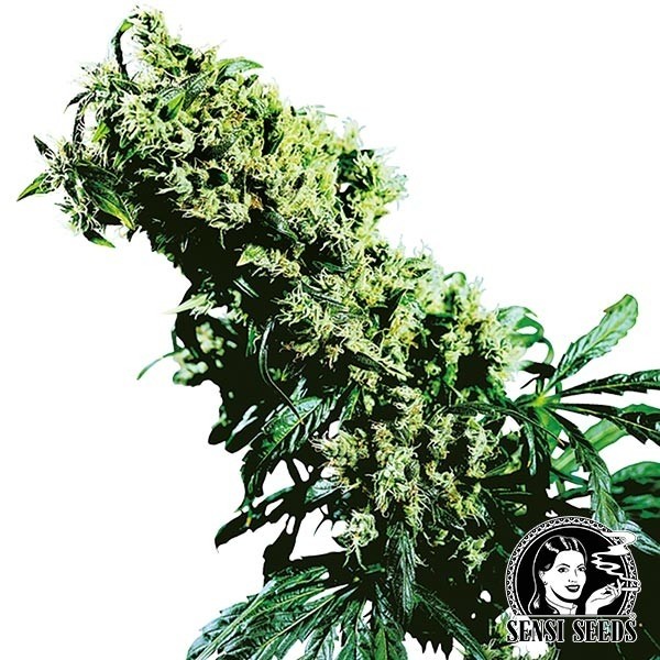 Voir Northern lights 5 x Haze Régulière