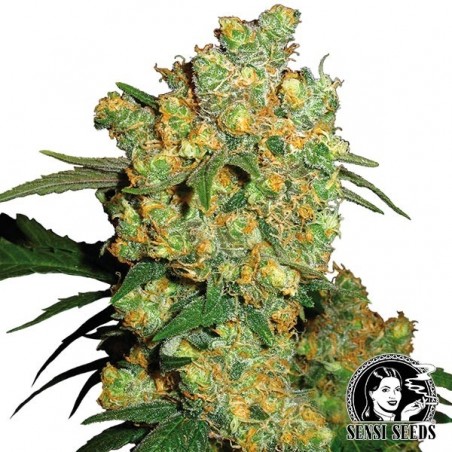 Big Bud Régulière