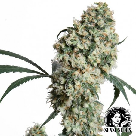 Ed Rosenthal Super Bud Régulière Plante de marijuana