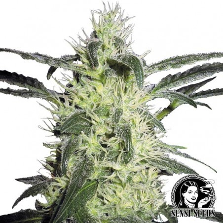 Silver Haze Régulière