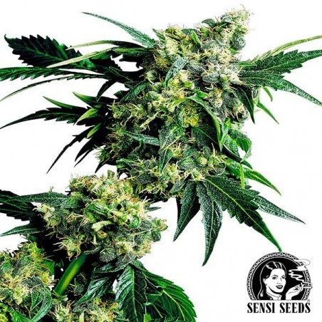 Mr.Nice G13 x Hash Plant Régulière