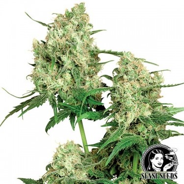 Maple Leaf Indica Régulière