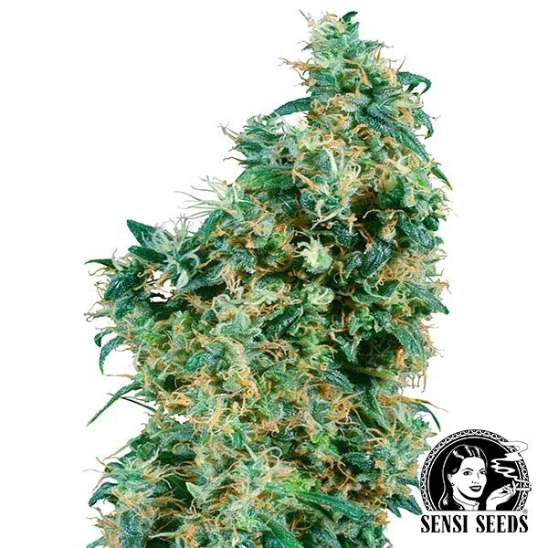 Voir First Lady Régulière