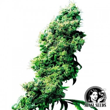 Four Way Régulière Plante de marijuana