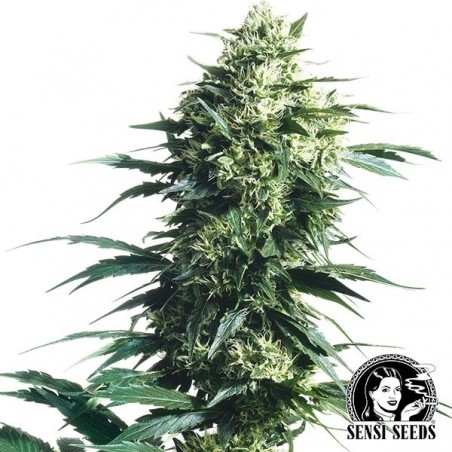 Mother's Finest Régulière