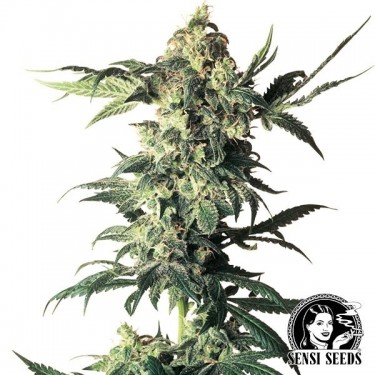 Northern Lights Régulière