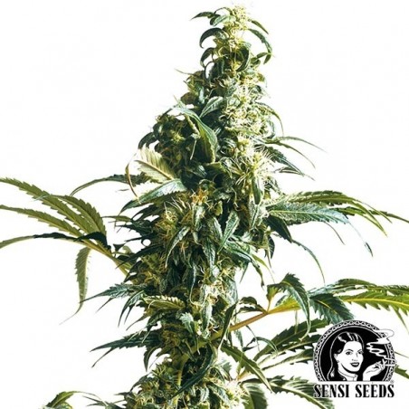 Mexican Sativa régulière