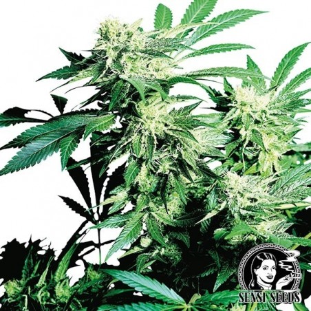 Skunk Kush régulière