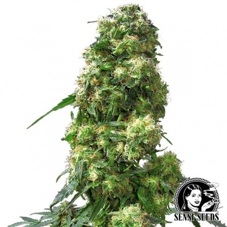 Early Skunk Régulière Plante de marijuana