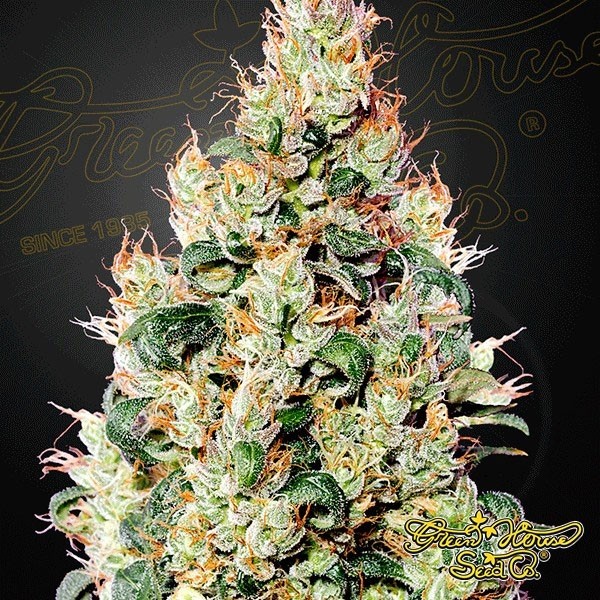 Voir Plante de marijuana Exodus Cheese Auto CBD