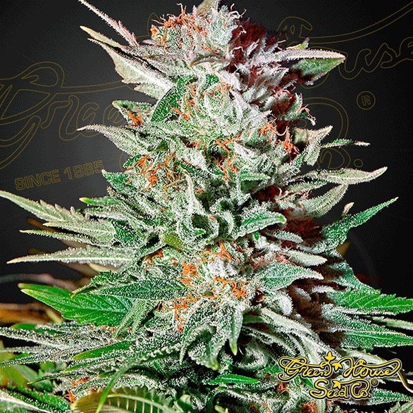 Voir Super Lemon Haze Auto Plante de marijuana