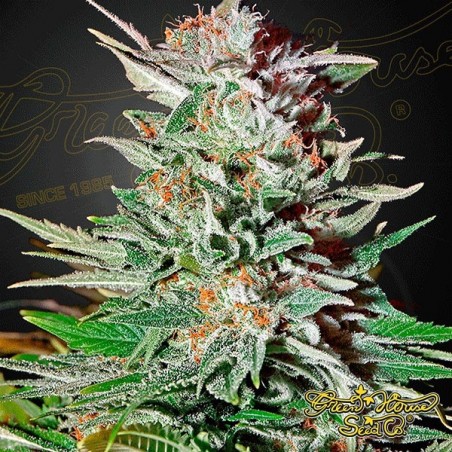 Super Lemon Haze Auto Plante de marijuana