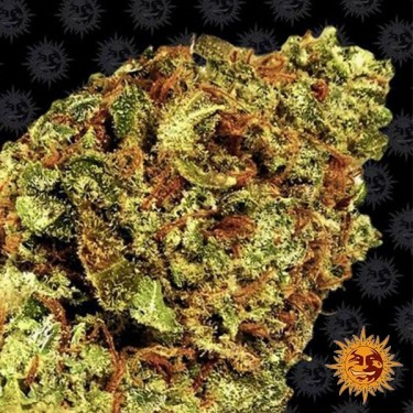 Watermelon Zkittlez Auto de Barney's Farm - Grow Barato