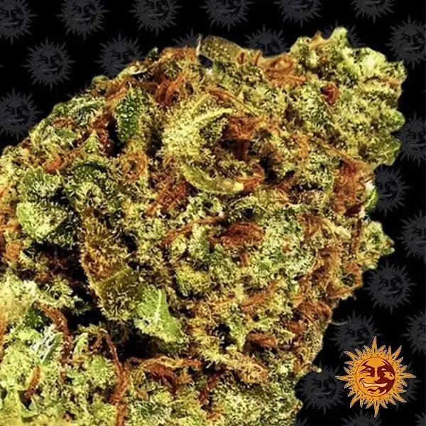 Voir Watermelon Zkittlez Auto de Barney's Farm - Grow Barato