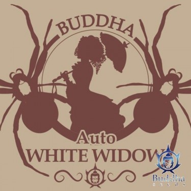 Buddha Auto White Widow de Buddha Seeds - Grow Barato