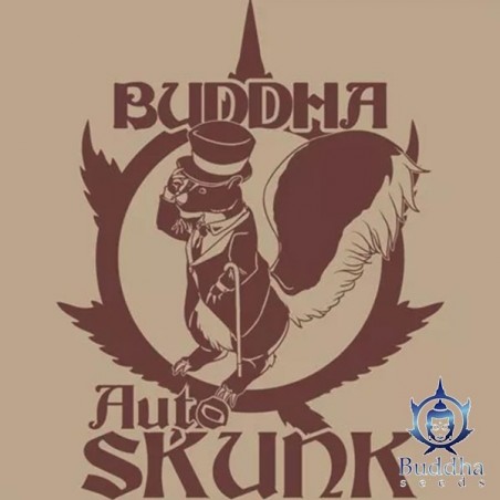 Buddha Auto Skunk autofloraison Buddha Seeds - Grow Barato