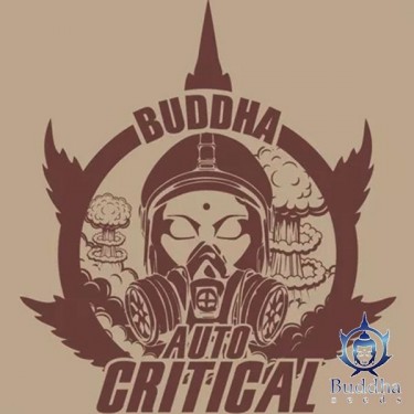 Buddha Auto Critical de Buddha Seeds - Grow Barato