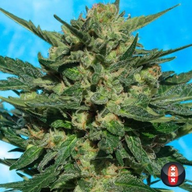 White Russian Autofloraison Plante de cannabis