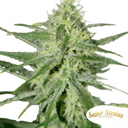 Plante de cannabis Automatic Fini