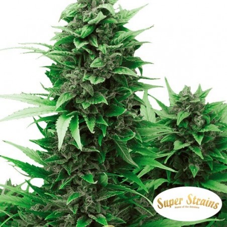 Plante de marijuana Turing Auto