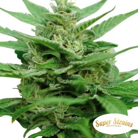 Plante de cannabis DFS Autoflowering