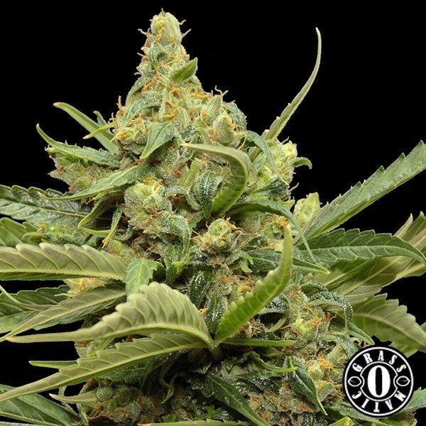 Maxi Gom Plante de marijuana