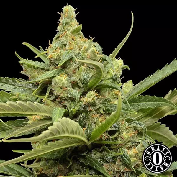 Voir Maxi Gom Plante de marijuana