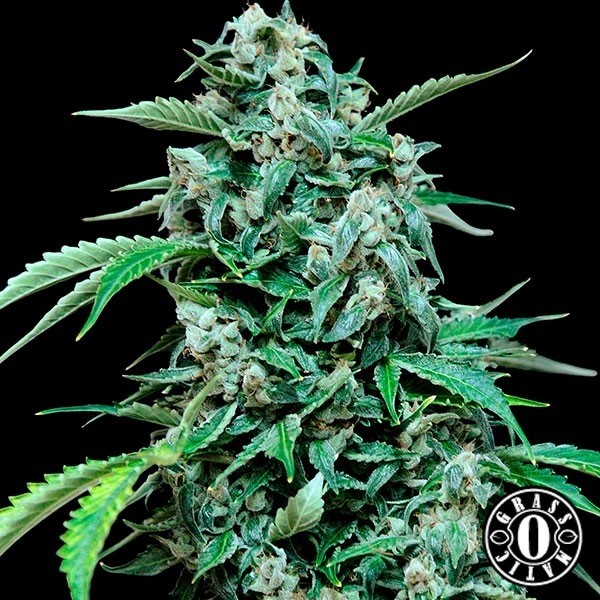 Voir Plante de marijuana Maxi Haze