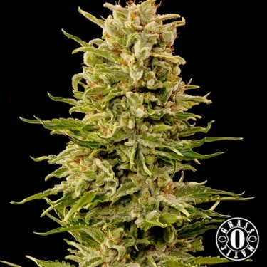 Plante de marijuana Auto Ak